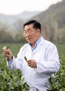 陈宗懋