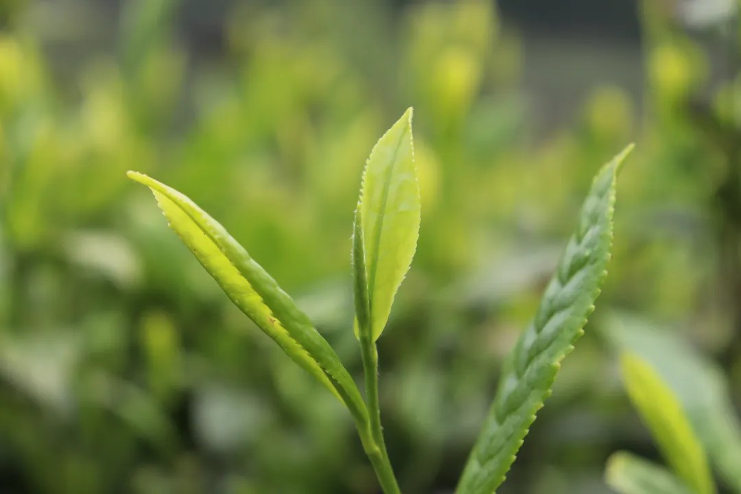 解码信阳毛尖茶优异品质形成原因